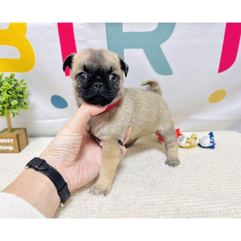 販売中の岐阜県のチワパグ:チワワ×パグ-449912の3枚目