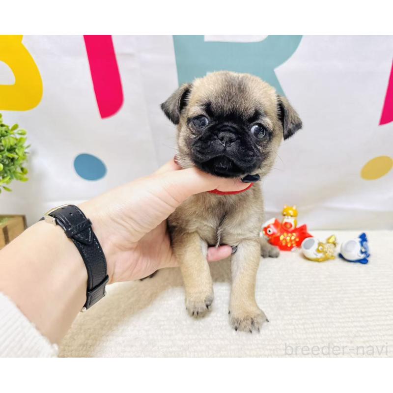 販売中の岐阜県のチワパグ:チワワ×パグ-449912の2枚目