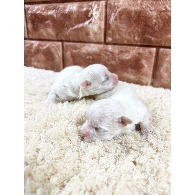 販売中の沖縄県のマルチーズ-449914の4枚目