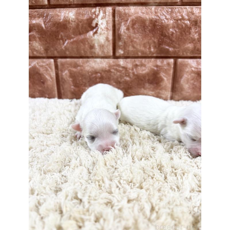 販売中の沖縄県のマルチーズ-449914の2枚目