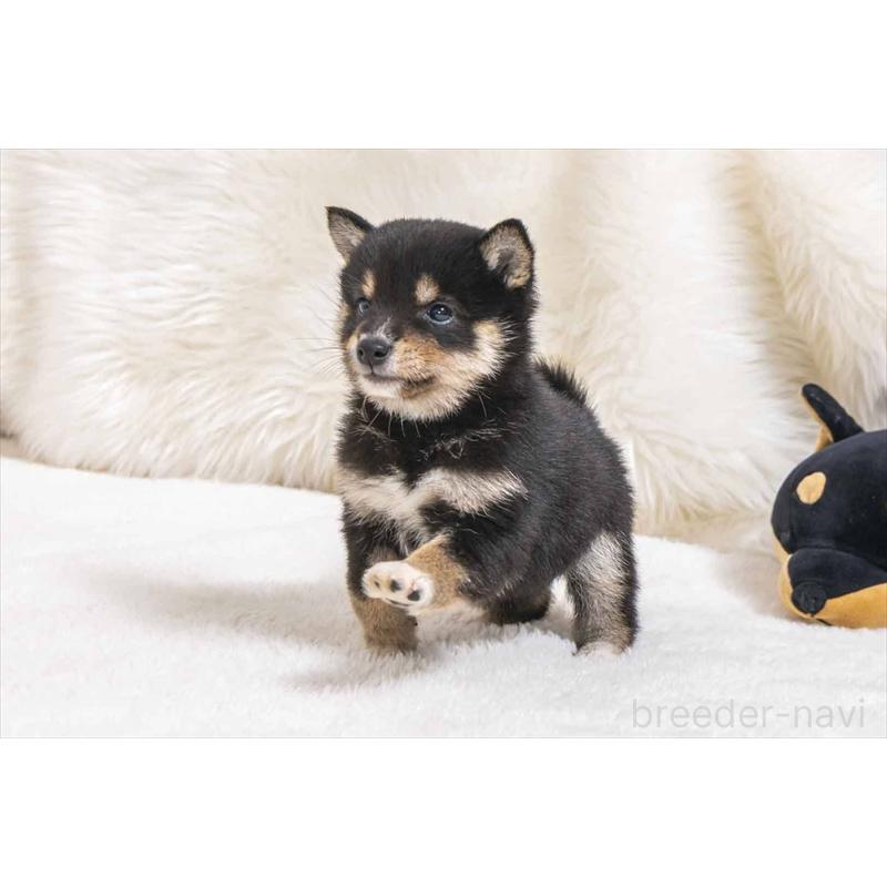 販売中の大分県の豆柴-449913の5枚目