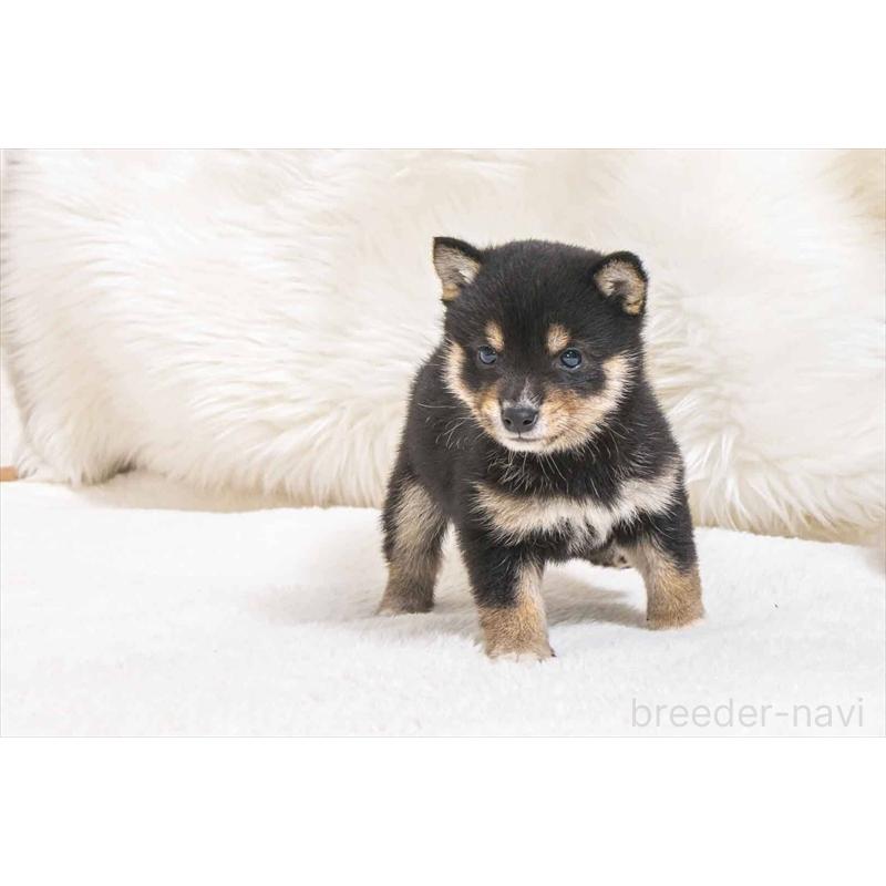 販売中の大分県の豆柴-449913の3枚目