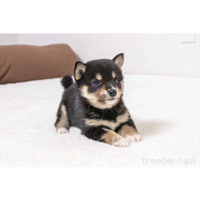 販売中の大分県の豆柴-449913の2枚目