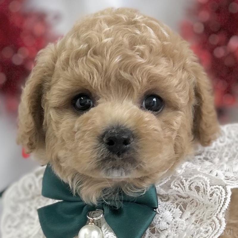 販売中の愛知県のビションプー:ビションフリーゼ×トイプードル-449915