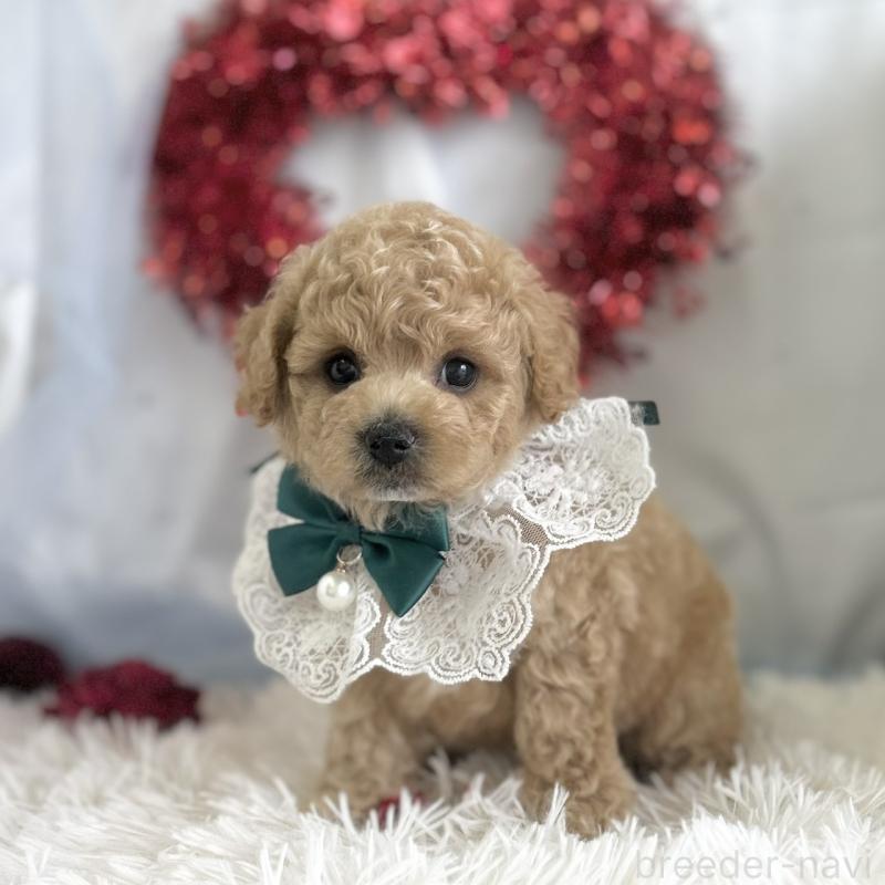 販売中の愛知県のビションプー:ビションフリーゼ×トイプードル-449915の6枚目