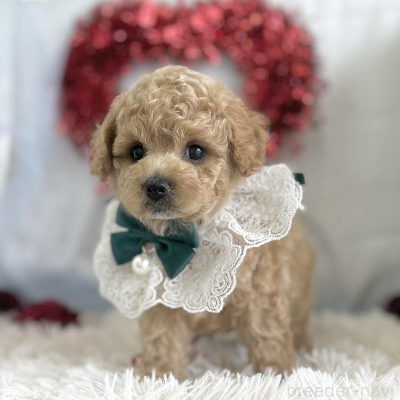 販売中の愛知県のビションプー:ビションフリーゼ×トイプードル-449915の5枚目