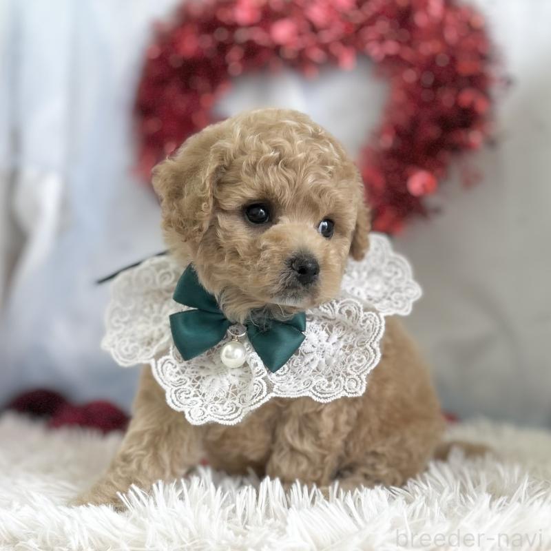 販売中の愛知県のビションプー:ビションフリーゼ×トイプードル-449915の4枚目