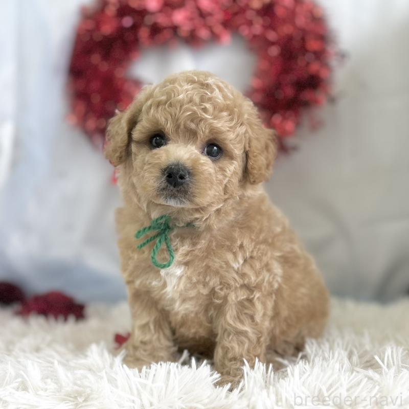 販売中の愛知県のビションプー:ビションフリーゼ×トイプードル-449915の3枚目