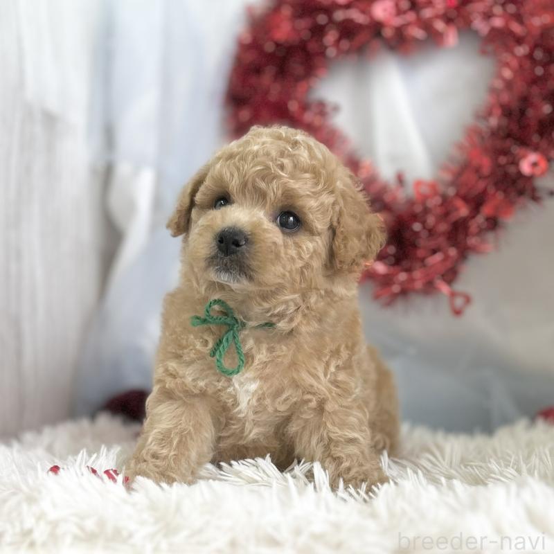 販売中の愛知県のビションプー:ビションフリーゼ×トイプードル-449915の2枚目