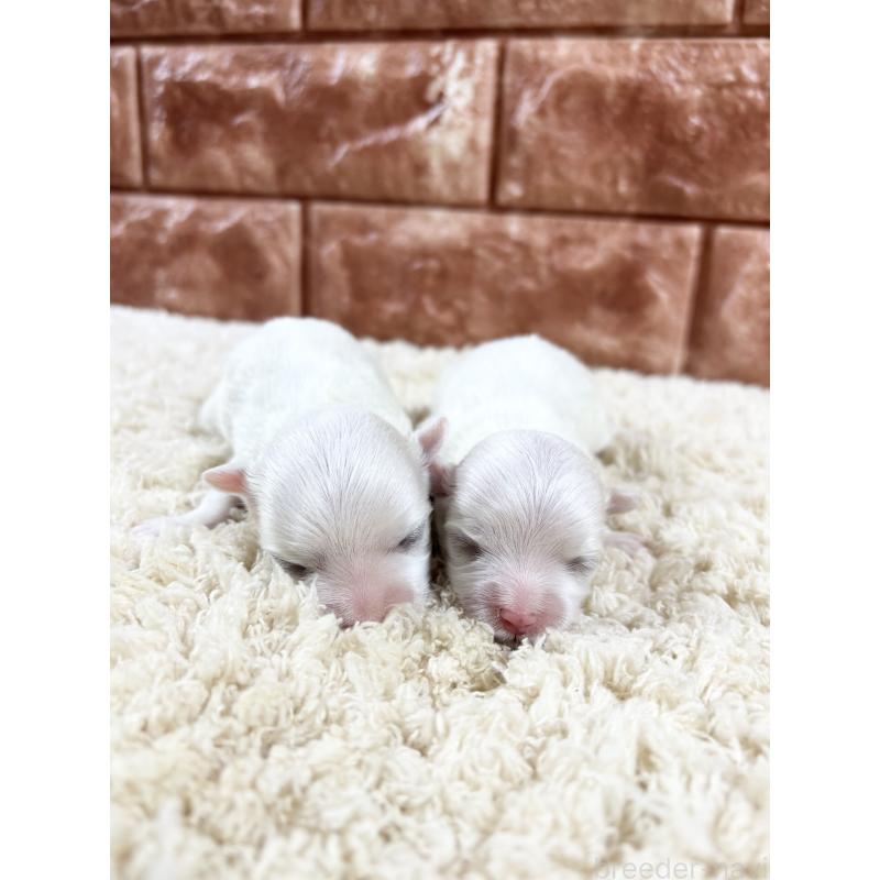 販売中の沖縄県のマルチーズ-449917の2枚目