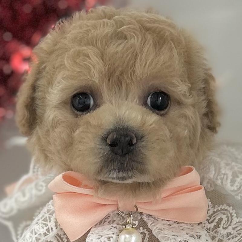 販売中の愛知県のビションプー:ビションフリーゼ×トイプードル-449919