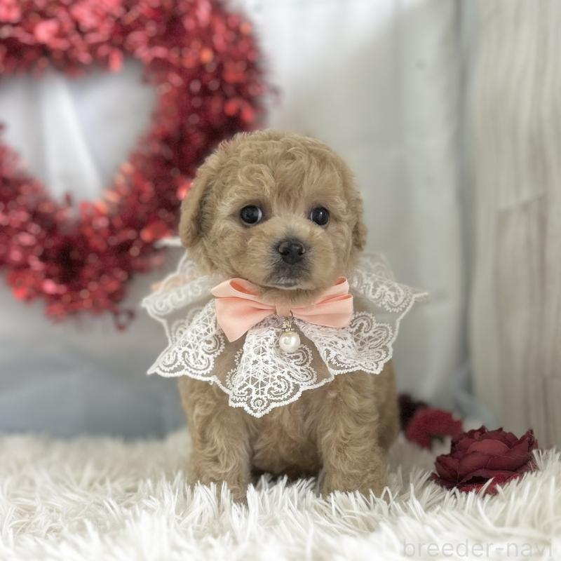 販売中の愛知県のビションプー:ビションフリーゼ×トイプードル-449919の5枚目