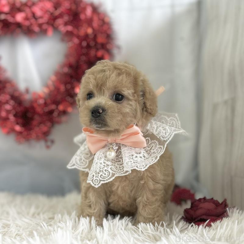 販売中の愛知県のビションプー:ビションフリーゼ×トイプードル-449919の4枚目