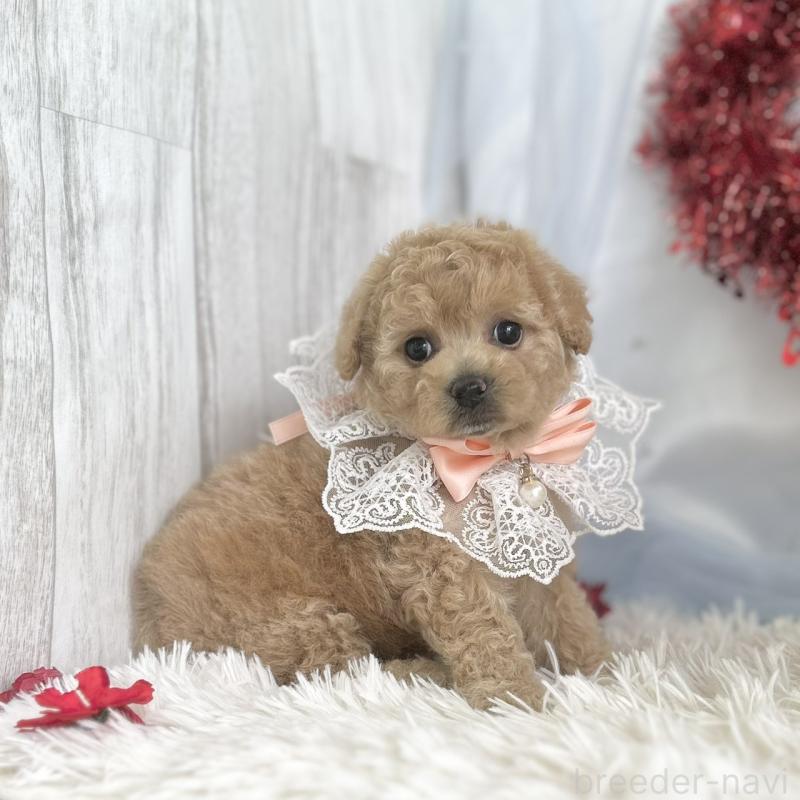 販売中の愛知県のビションプー:ビションフリーゼ×トイプードル-449919の3枚目