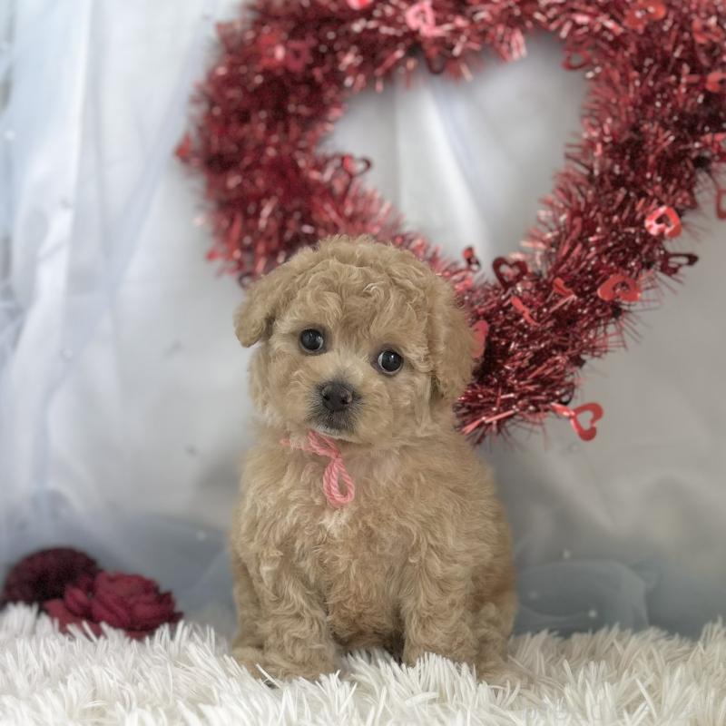 販売中の愛知県のビションプー:ビションフリーゼ×トイプードル-449919の2枚目