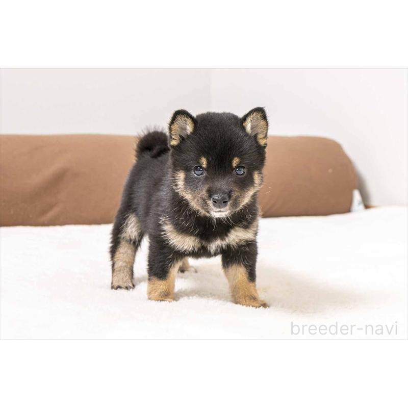 販売中の大分県の豆柴-449918の5枚目