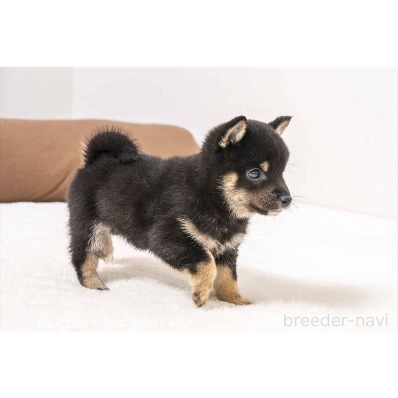 販売中の大分県の豆柴-449918の4枚目