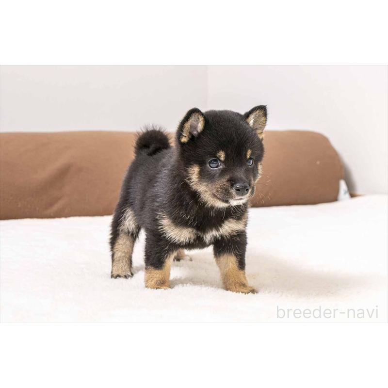 販売中の大分県の豆柴-449918の3枚目