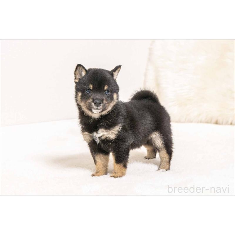 販売中の大分県の豆柴-449918の2枚目