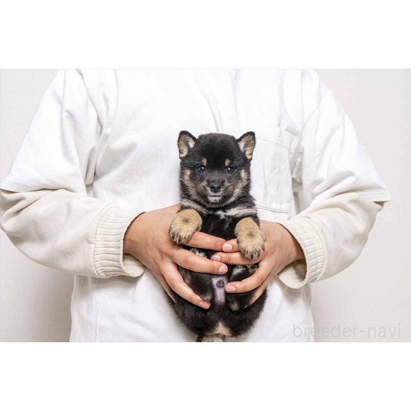 販売中の大分県の豆柴-449918