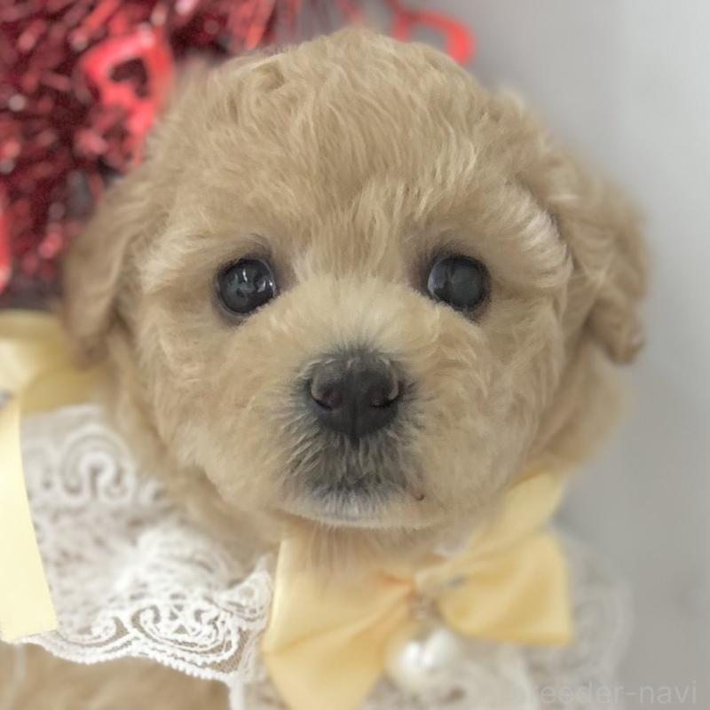 販売中の愛知県のビションプー:ビションフリーゼ×トイプードル-449920