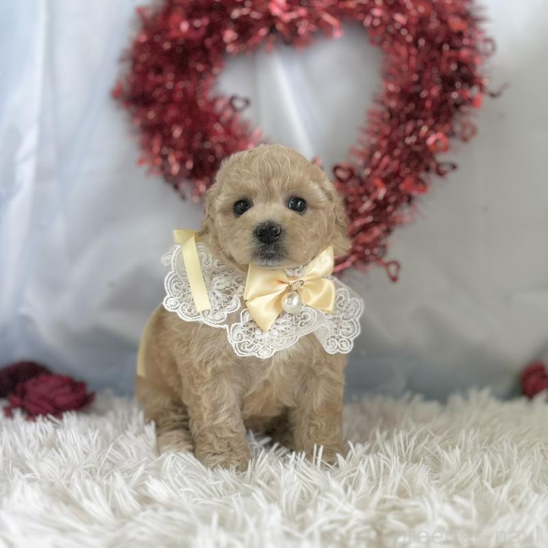 販売中の愛知県のビションプー:ビションフリーゼ×トイプードル-449920の6枚目