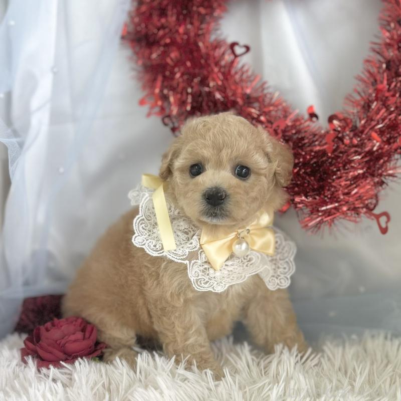 販売中の愛知県のビションプー:ビションフリーゼ×トイプードル-449920の5枚目