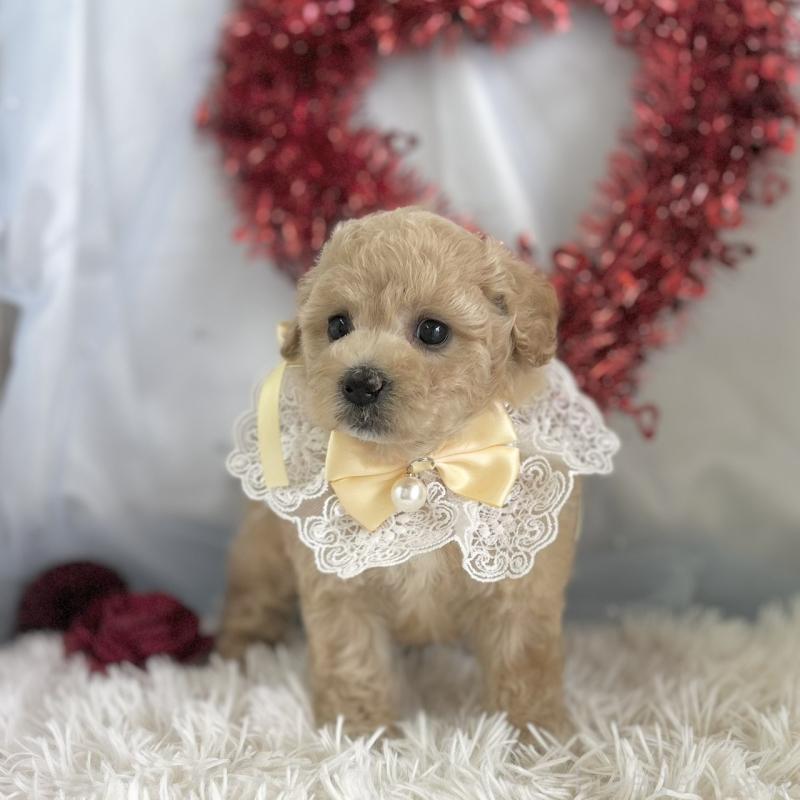 販売中の愛知県のビションプー:ビションフリーゼ×トイプードル-449920の4枚目