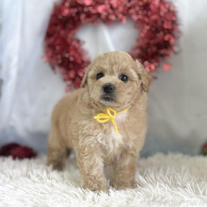 販売中の愛知県のビションプー:ビションフリーゼ×トイプードル-449920の3枚目