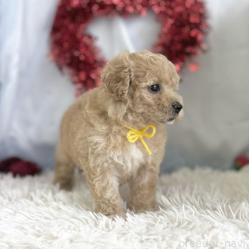 販売中の愛知県のビションプー:ビションフリーゼ×トイプードル-449920の2枚目