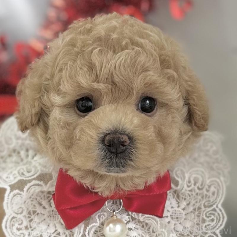 販売中の愛知県のビションプー:ビションフリーゼ×トイプードル-449921の1枚目