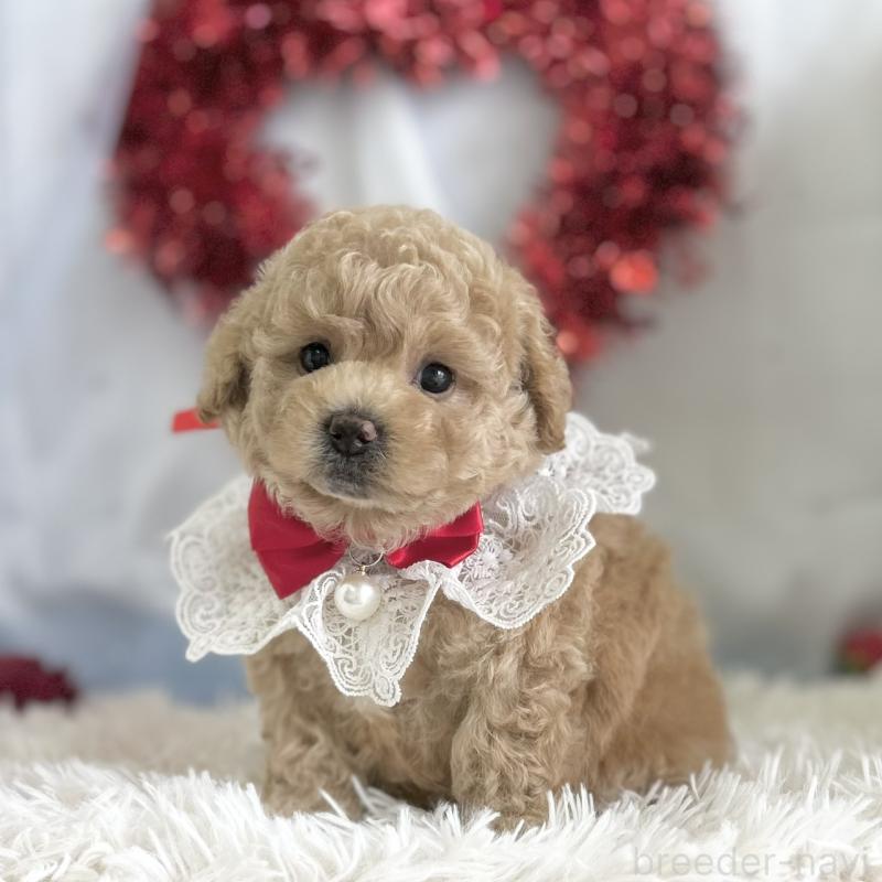 販売中の愛知県のビションプー:ビションフリーゼ×トイプードル-449921の6枚目