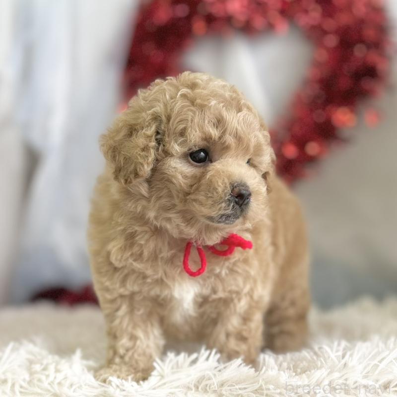 販売中の愛知県のビションプー:ビションフリーゼ×トイプードル-449921の2枚目