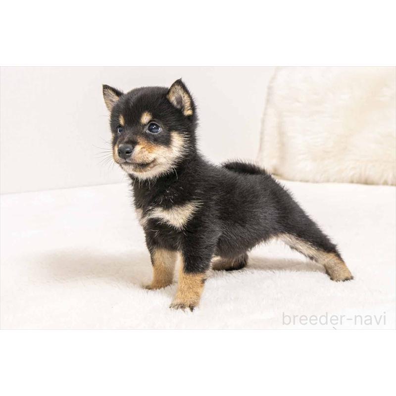 販売中の大分県の豆柴-449922の5枚目