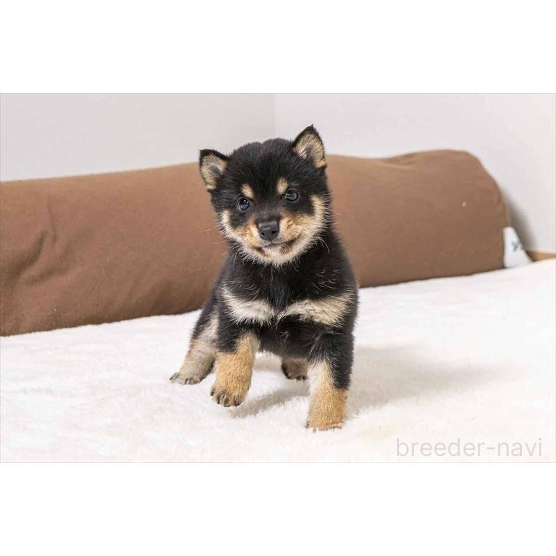 販売中の大分県の豆柴-449922の4枚目