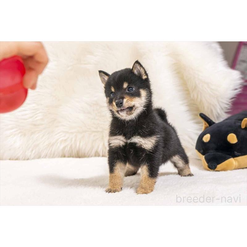 販売中の大分県の豆柴-449922の3枚目