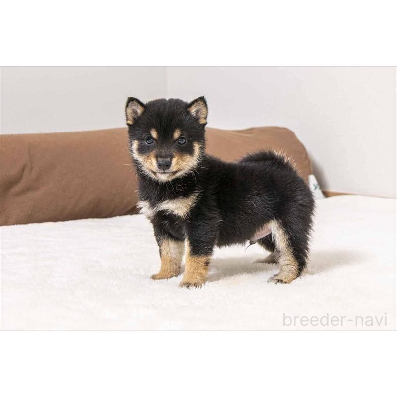 販売中の大分県の豆柴-449922の2枚目