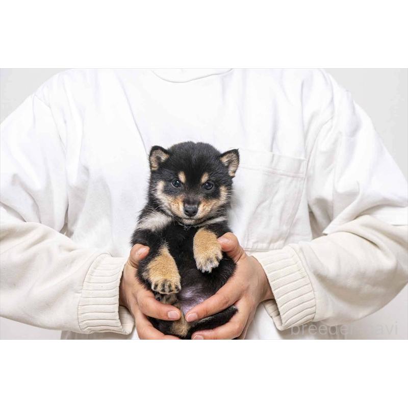 販売中の大分県の豆柴-449922の1枚目