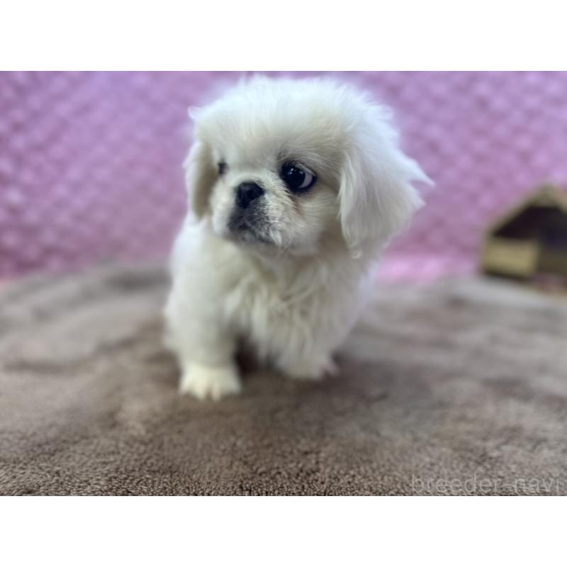 販売中の茨城県のペキニーズ-449924の10枚目