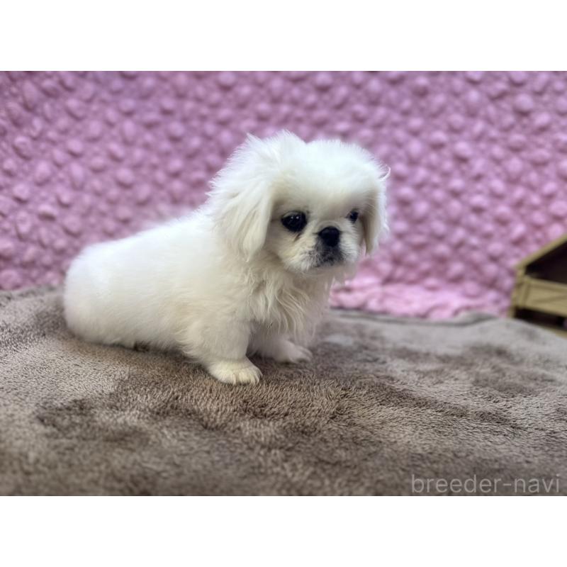 販売中の茨城県のペキニーズ-449924の9枚目