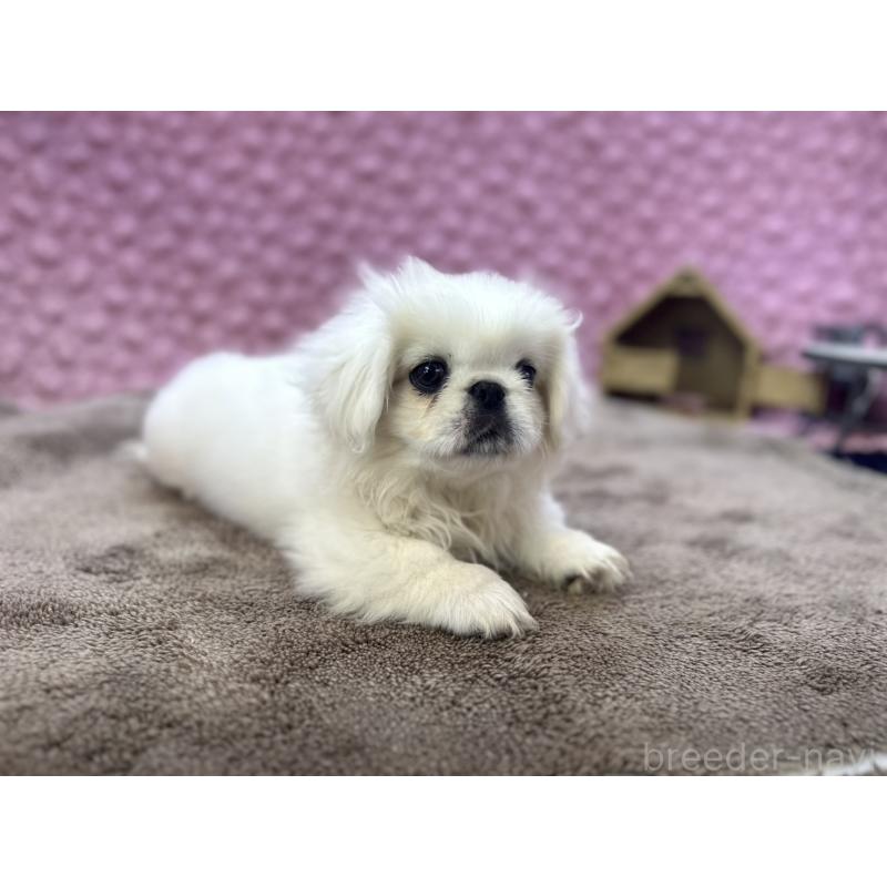 販売中の茨城県のペキニーズ-449924の8枚目