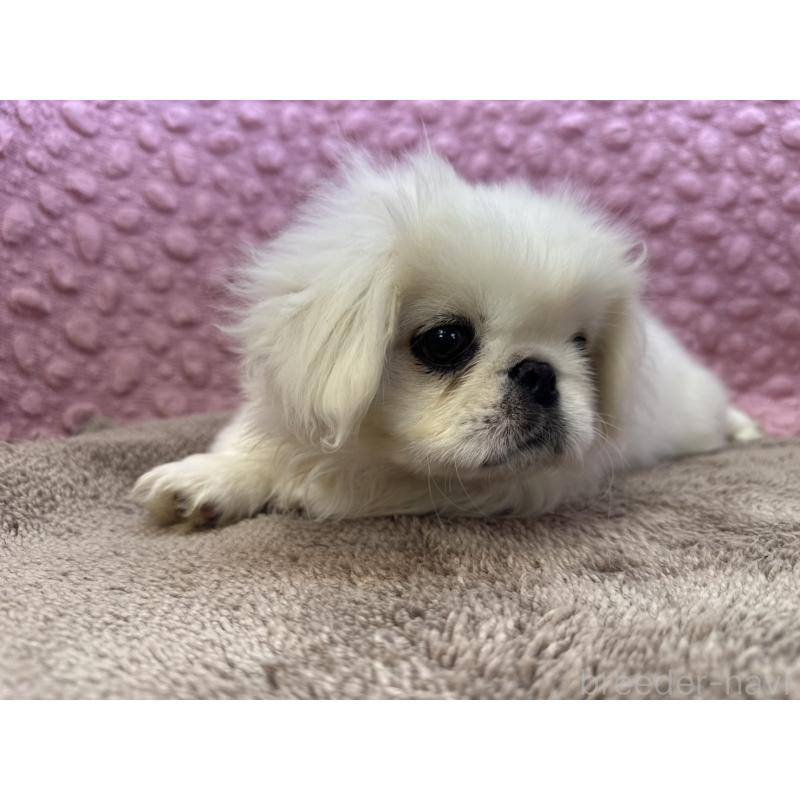 販売中の茨城県のペキニーズ-449924の7枚目