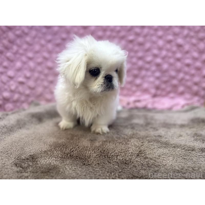 販売中の茨城県のペキニーズ-449924の6枚目