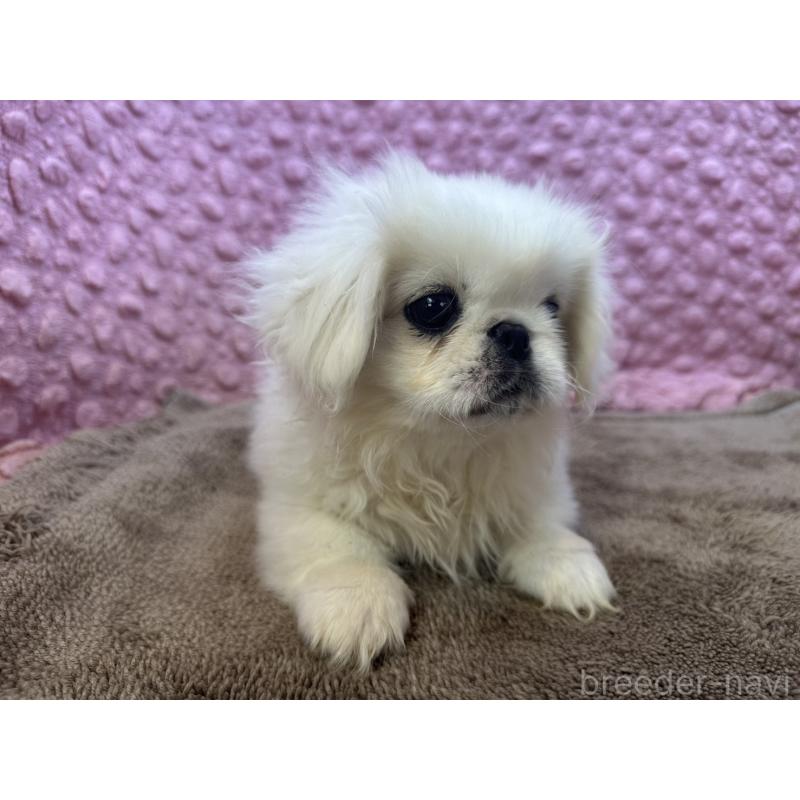 販売中の茨城県のペキニーズ-449924の5枚目