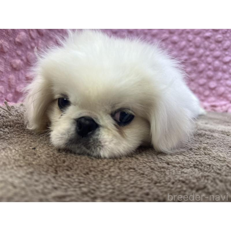 販売中の茨城県のペキニーズ-449924の4枚目