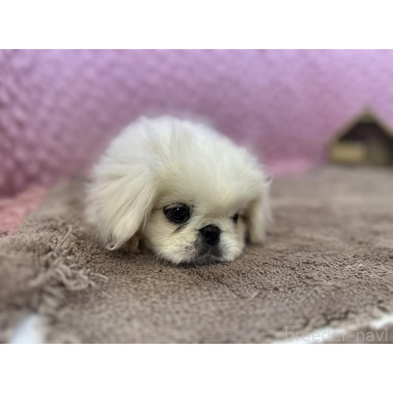 販売中の茨城県のペキニーズ-449924の3枚目