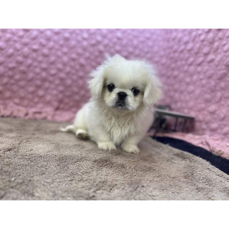 販売中の茨城県のペキニーズ-449924の1枚目