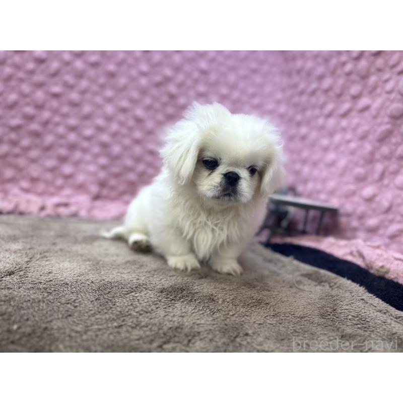 販売中の茨城県のペキニーズ-449924の2枚目