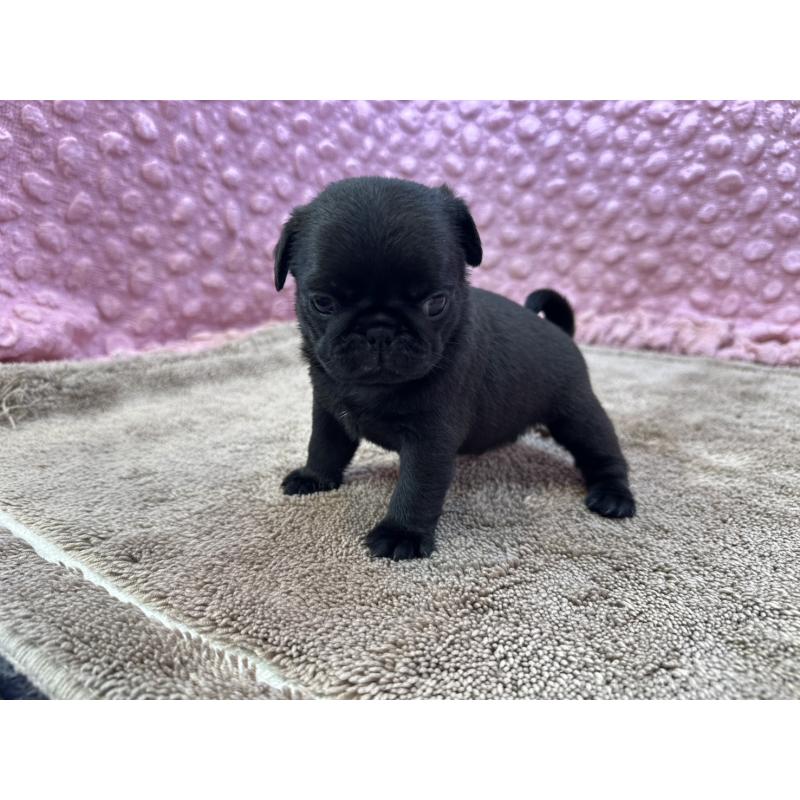 販売中の茨城県のパグ-449925の1枚目