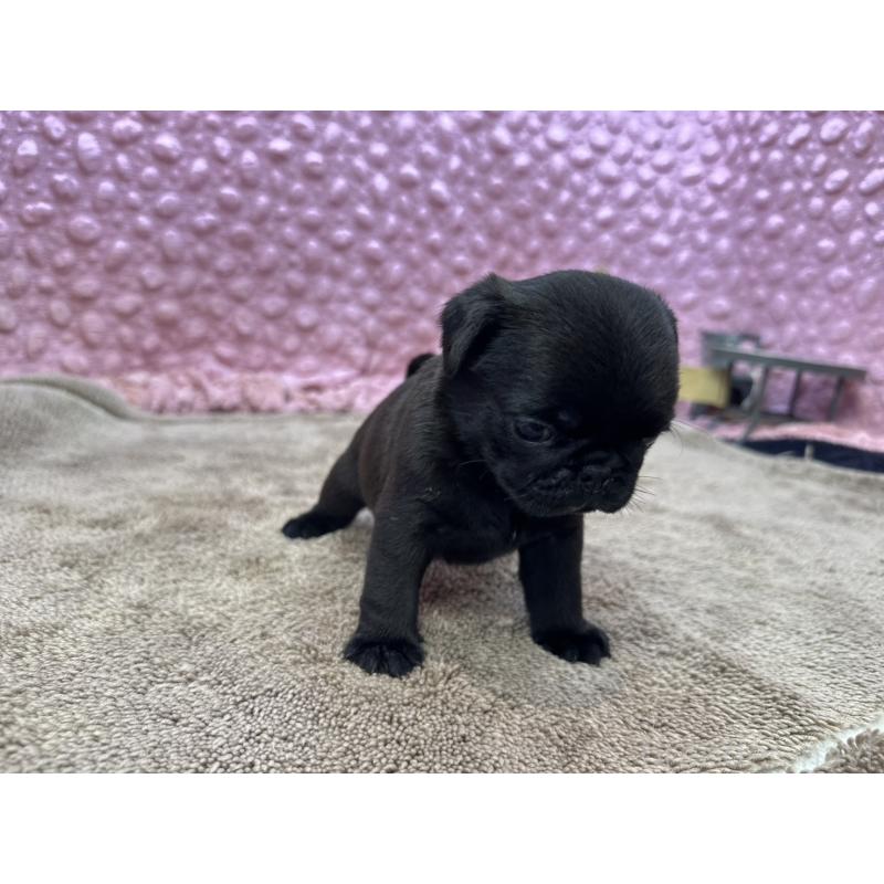 販売中の茨城県のパグ-449925の13枚目